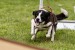 200805-flyball-eagerscup-2621.jpg